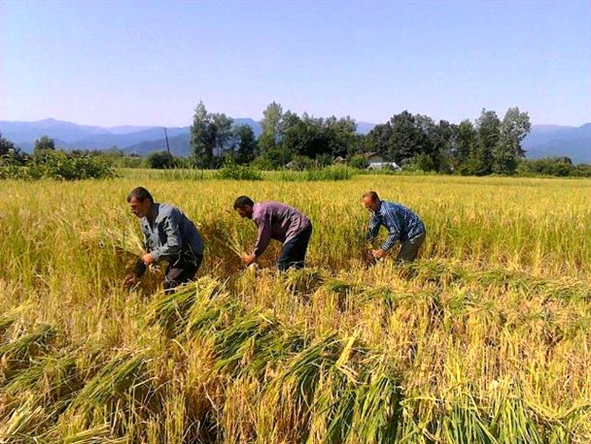 شالیکاران گیلانی هنگام درو محصول کرونا نگیرند