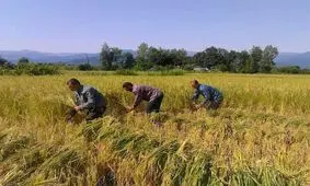 شالیکاران گیلانی هنگام درو محصول کرونا نگیرند