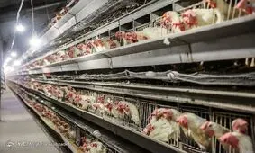 نرخ مرغ به ۱۸ هزار و ۷۰۰ تومان رسید