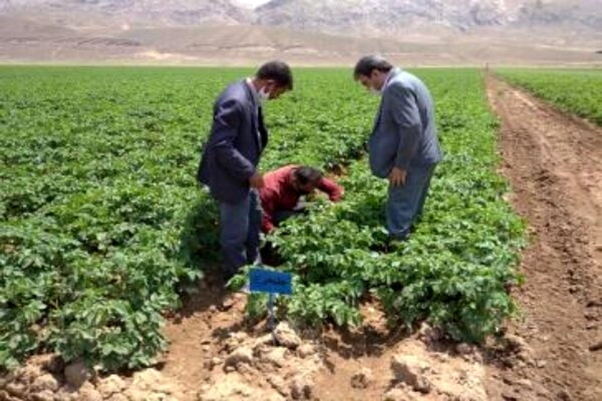 اختصاص ۷۵۰ هکتار از اراضی فیروزکوه برای کشت سیب زمینی