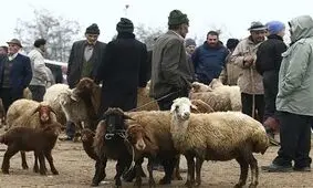 عرضه دام زنده عید قربان در ۴ نقطه گرگان/ پروتکل‌های بهداشتی رعایت شود