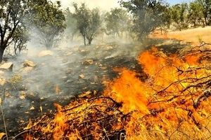 عامل آتش سوزی‌های عمدی مراتع اسفراین، دستگیرشد 
