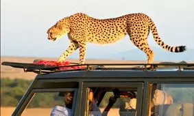 تصاویر| دو یوزپلنگ سوار خودروی گردشگران شدند!