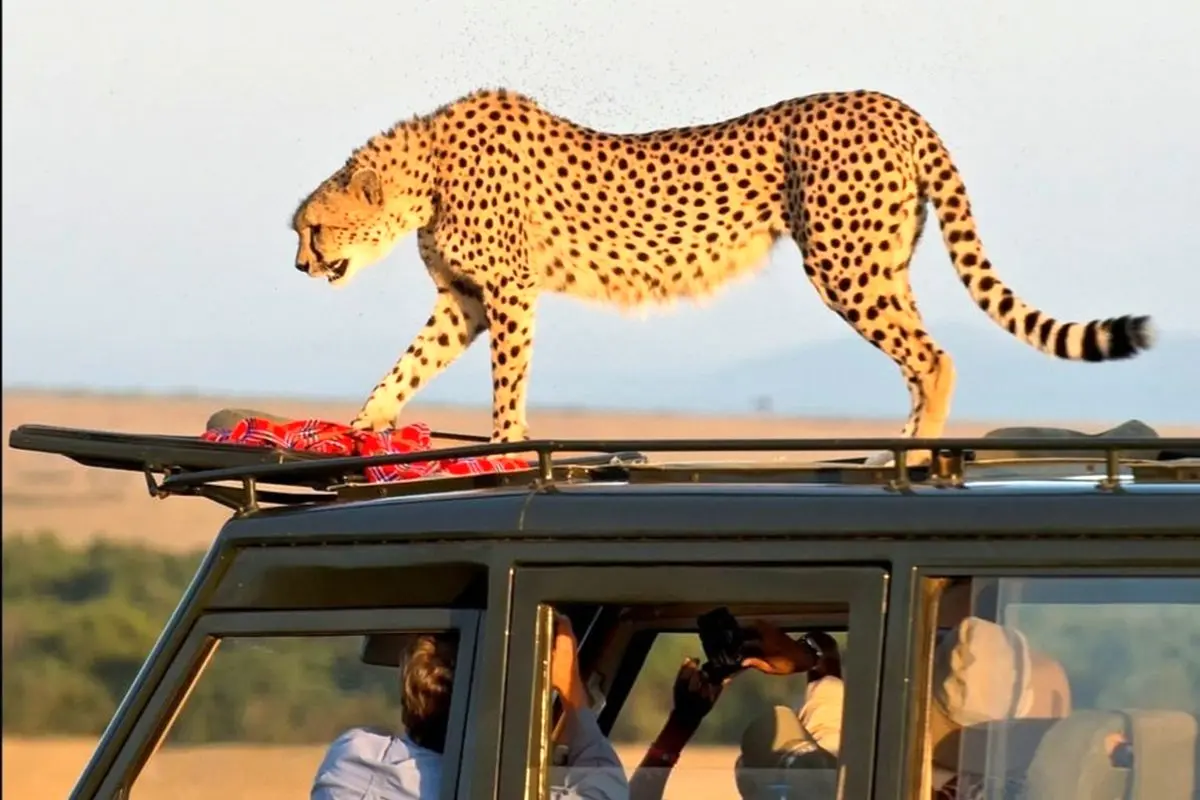 تصاویر| دو یوزپلنگ سوار خودروی گردشگران شدند!