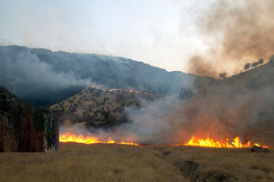 آتش‌سوزی در ارتفاعات طلحه دشتستان