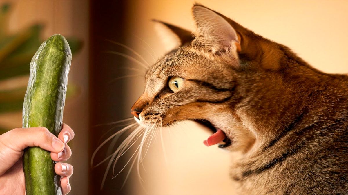 چرا گربه‌ها از خیار می‌ترسند + ویدئو