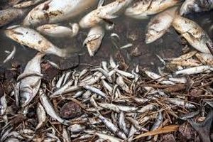 صدای مرگ ماهی‌ها در مهاباد