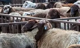 ممنوعیت فروش دام در سطح شهر/ مکان عرضه دام زنده در رشت مشخص شد
