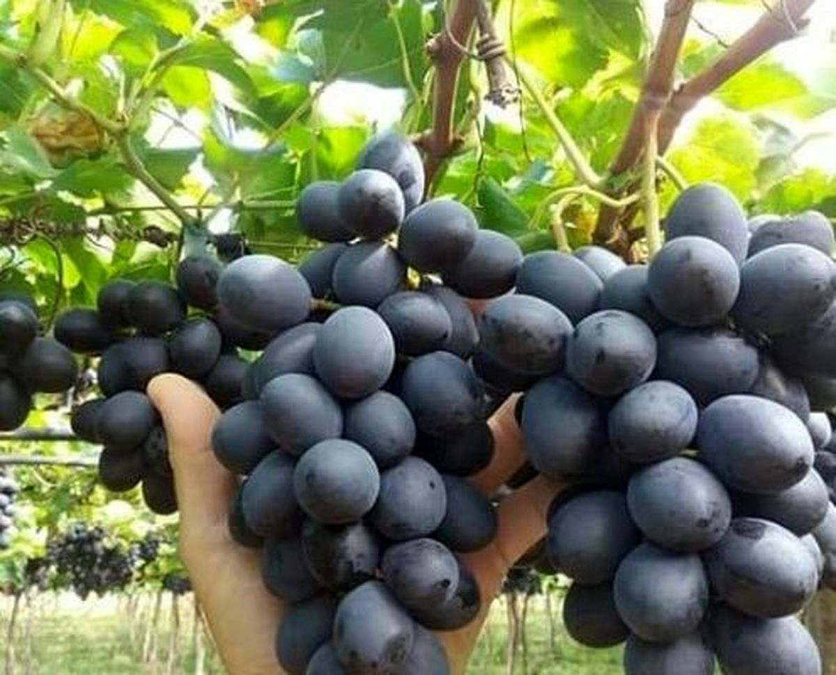 برداشت انگور ترکمن برای اولین بار در تایباد