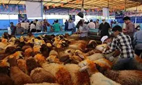 تمام میادین دام استان خراسان شمالی تا اطلاع ثانوی تعطیل شد