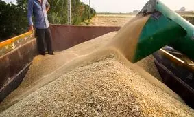 تولید گندم کرمانشاه به ۸۷۰ هزار تن می‌رسد/ 71 درصد مطالبات گندمکاران پرداخت شده