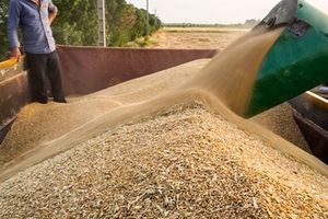 تولید گندم کرمانشاه به ۸۷۰ هزار تن می‌رسد/ 71 درصد مطالبات گندمکاران پرداخت شده