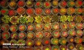 صادرات ۵ میلیون دلاری گل و گیاه