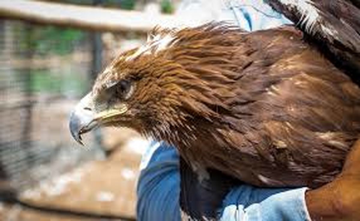 تیمار و رهاسازی ۷۰ پرنده مصدوم در طبیعت تربت جام