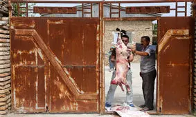 شباهت علائم کرونا و تب کریمه کنگو/هشدار وزارت بهداشت در آستانه عید قربان