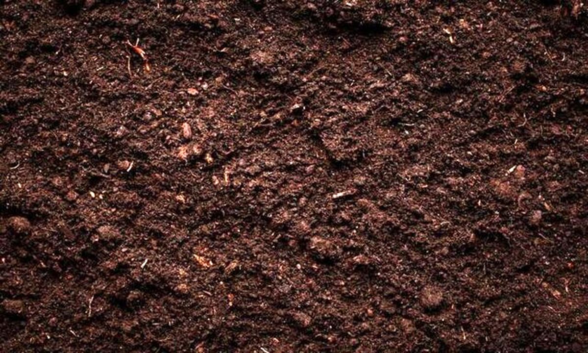 تنوع میکروبی خاک، بر توانایی ذخیره کربن آن تاثیر میگذارد