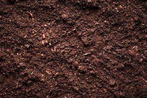 تنوع میکروبی خاک، بر توانایی ذخیره کربن آن تاثیر می‌گذارد