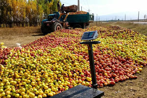کوتاه کردن دست دلالان، چاره سیب صنعتی بدمنظر در آذربایجان‌غربی
