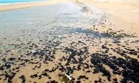 پاکسازی ساحل گناوه از آلودگی‌های نفتی/ ساحل دیلم هم پاکسازی می‌شود