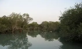 علت خشک شدن درختان حرا در تالاب بین المللی تیاب