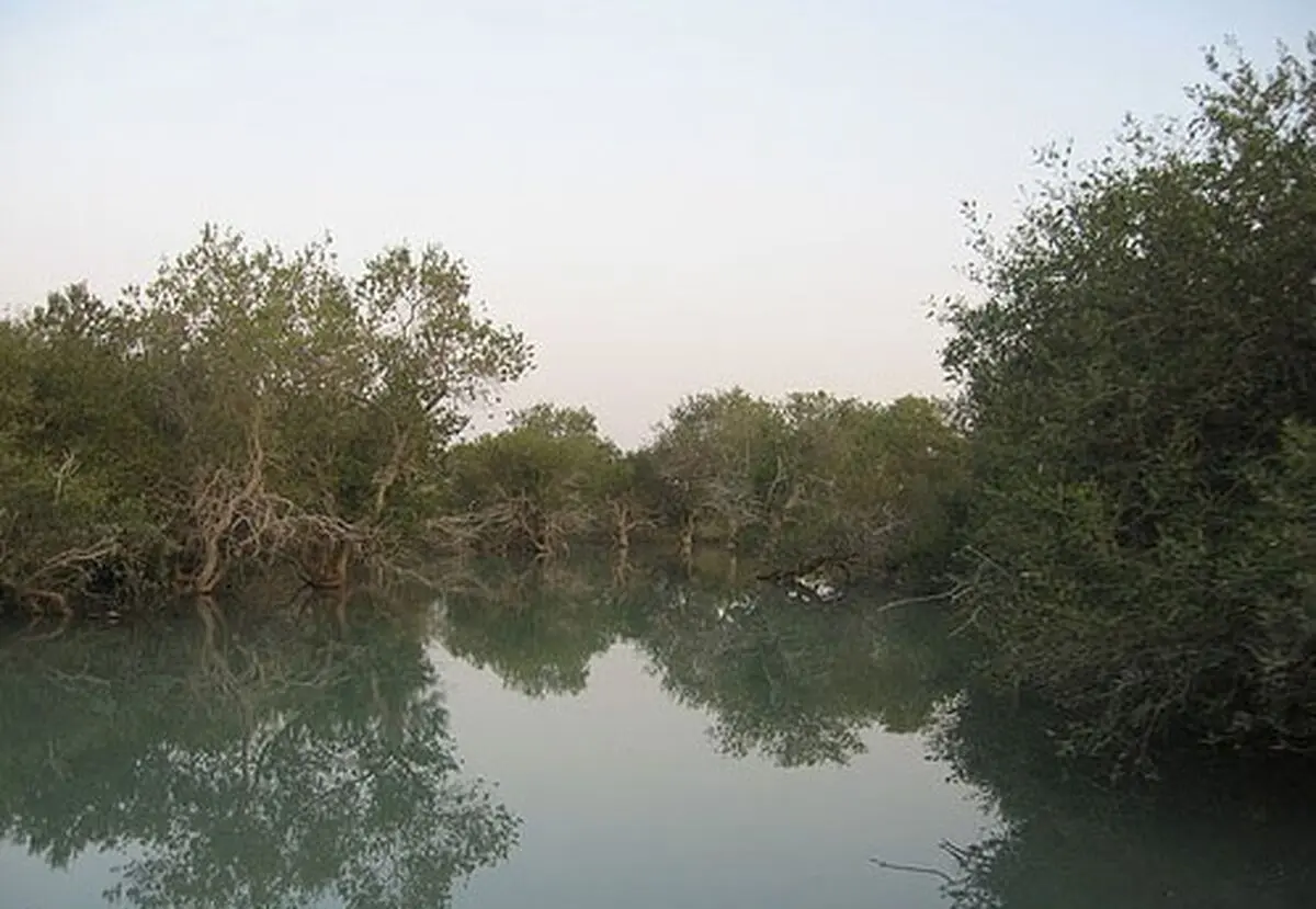 علت خشک شدن درختان حرا در تالاب بین المللی تیاب