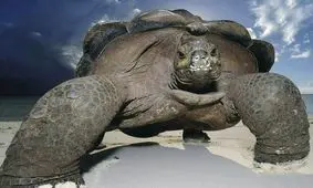 سفر چند صد کیلومتری لاک‌پشت غول‌پیکر