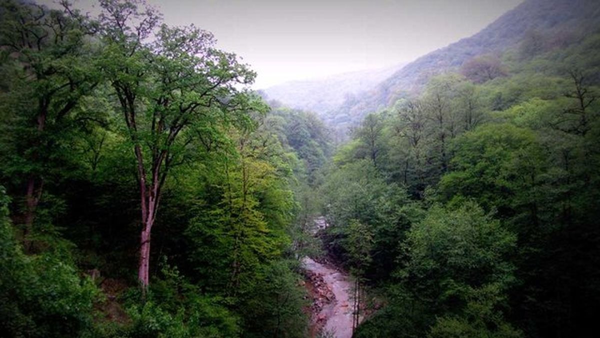 پرونده وقف ۵۶۰۰ هکتار جنگل آق مشهد، جنگلهای هیرکانی را از ثبت جهانی خارج میکند؟
