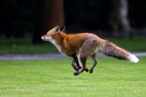 روباه کفش‌دزد در آلمان شناسایی شد / عکس