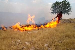۷۲ ساعت آتش‌سوزی در جنگل‌های کوهدشت؛ خاکسترنشینی بلوطستان