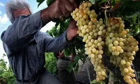 آغاز برداشت انگور از باغات خراسان جنوبی