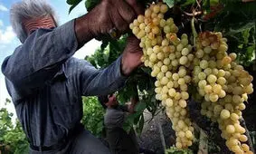 آغاز برداشت انگور از باغات خراسان جنوبی