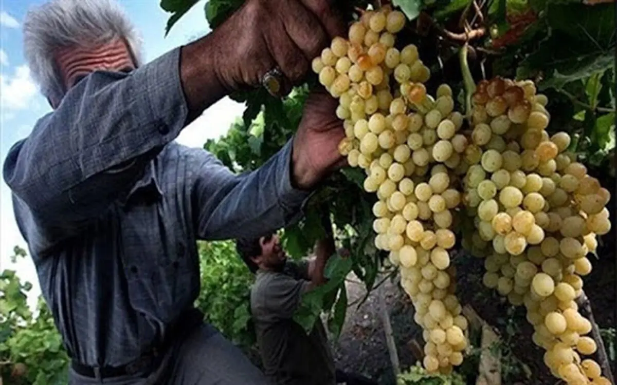 آغاز برداشت انگور از باغات خراسان جنوبی