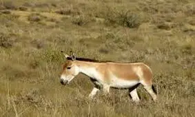 گورخر ایرانی در حفاظتگاه مردمی رفسنجان مشاهده شد