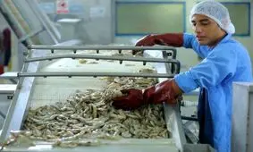 پیوستن مزرعه ۹۰ هکتاری در جزیره قشم به چرخه تولید