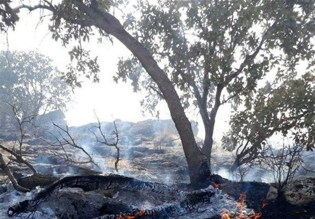 شناسایی عاملان آتشسوزی جنگلهای کوهدشت؛ ۵ نفر دستگیر شدند