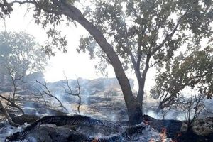 شناسایی عاملان آتش‌سوزی جنگل‌های کوهدشت؛ ۵ نفر دستگیر شدند