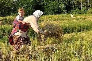 کاهش دما و بارش باران در گیلان/ شالیکاران چاره‌ای برای درو برنج‌های خود بیندیشند