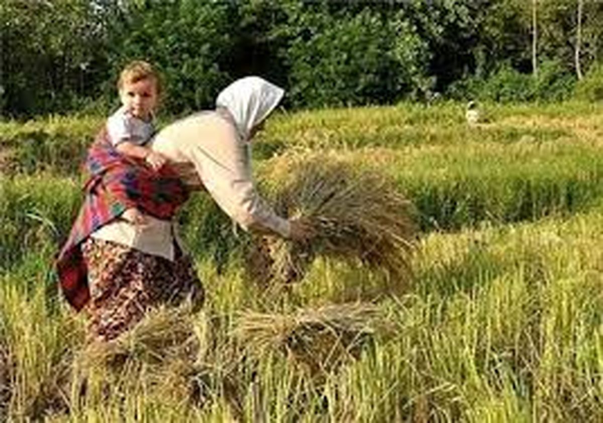 کاهش دما و بارش باران در گیلان/ شالیکاران چاره‌ای برای درو برنج‌های خود بیندیشند