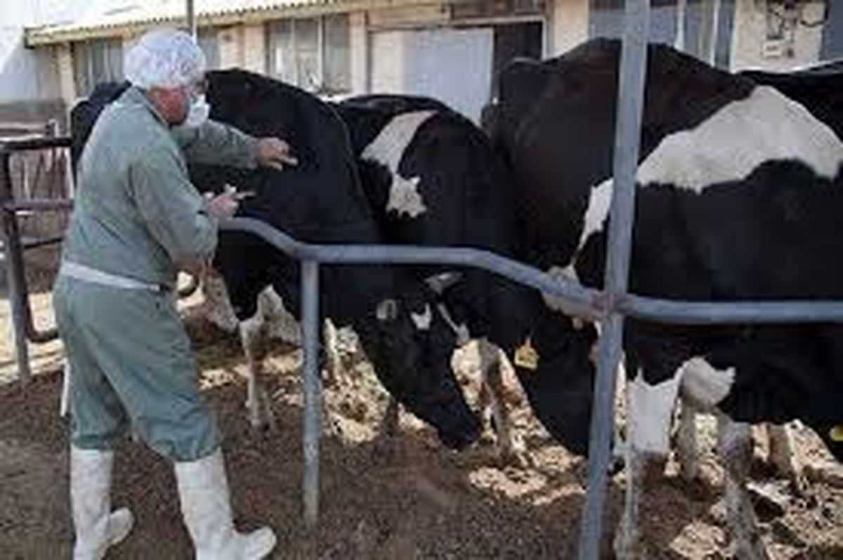شیوع تب سه روزه گاوی در روستاهای آستانه اشرفیه و لزوم مراقبتهای بهداشتی