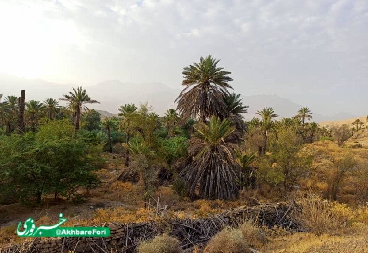 محنت پرآبی؛ چاه زدند، قنات و باغها خشکیدند
