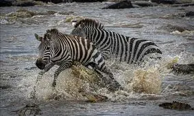 تمساح به گورخر کمک کرد تا از رودخانه بگذرد! / ویدئو