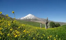 این هم عاقبت آقای کوه‌خوار!