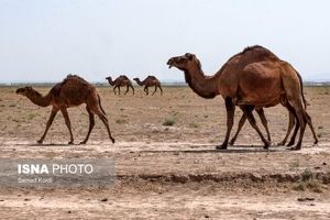 ارمغان شترهای سرگردان در البرز، ریزگرد است