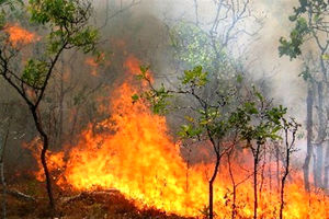 دستگیری ۳۰ نفر از متهمان آتش‌افروزی در جنگل‌ها و مراتع خوزستان