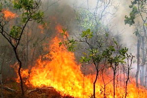 دستگیری ۳۰ نفر از متهمان آتش‌افروزی در جنگل‌ها و مراتع خوزستان