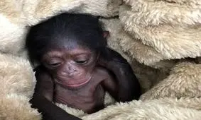 نامه باغ وحش ارم به سازمان محیط زیست درباره تعیین تکلیف «باران»