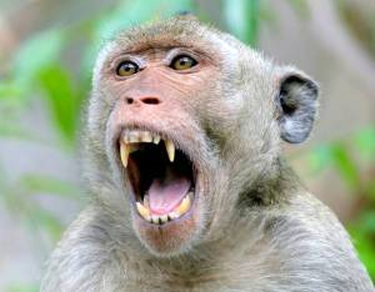 میمون‌های چاقوکش؛ مشکل جدید پارکی در انگلستان