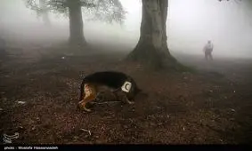 ادامه رسیدگی قضایی به پرونده " دختر گمشده" در جهان‌نما/ تور طبیعت‌گردی فاقد مجوز بود