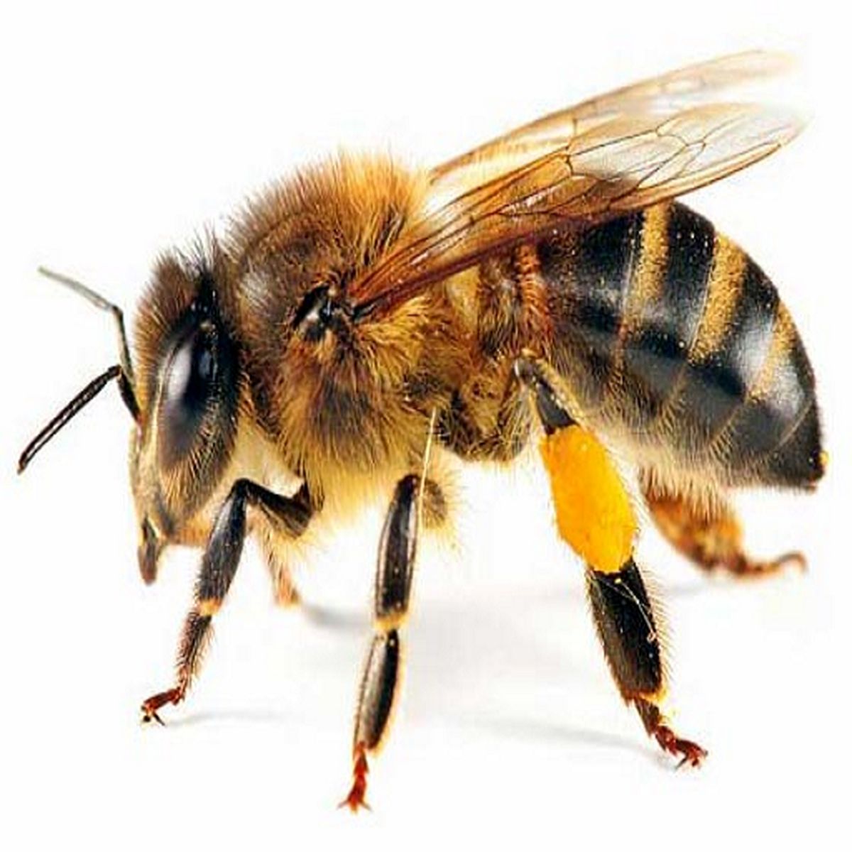 اظهارات جنجالی یک پزشک در برنامه زنده تلویزیون / نیش زنبور کرونا را درمان می‌کند!
