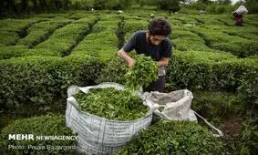 چای ایرانی به ۱۲ کشور جهان صادر می‌شود